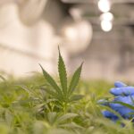 Medical Cannabis Entourage Effects