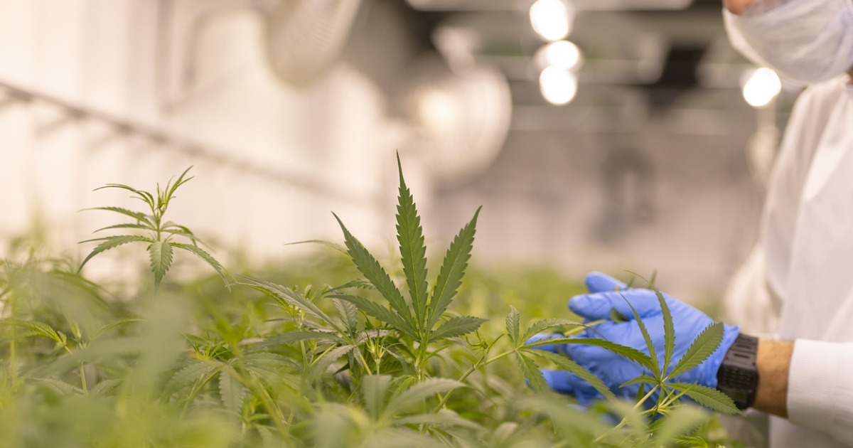 Cannabis Farm Cultivation