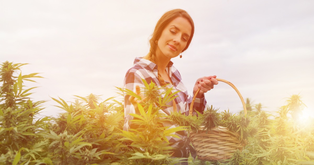 Woman Farmer Harvesting Cannabis