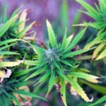 World Health Organization (WHO) Endorses Medical Marijuana