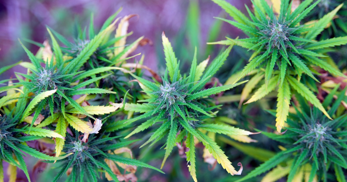 Marijuana Flowers Blooming