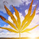 THC, CBD & Florida's Medical Marijuana Program