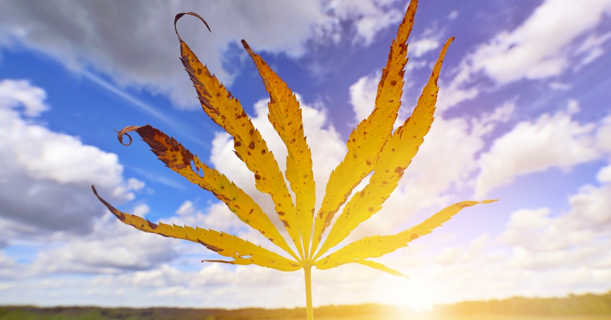Cannabis Leaf at Sunset