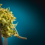 Smokable Cannabis Flower to Become Legal in Florida!