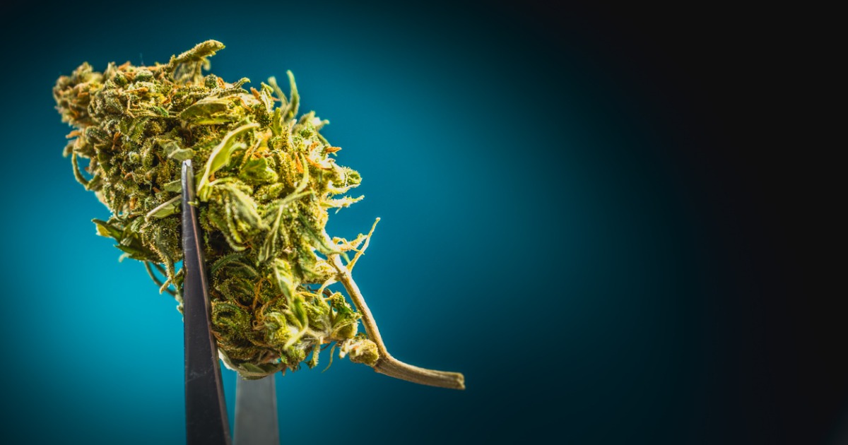 Marijuana Flower Held With Pincers