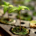 Marijuana Growing Laws in Florida