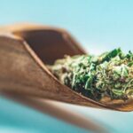 Popular Marijuana Dispensaries in Florida