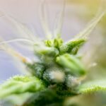 Florida Dispensary Review: Curaleaf