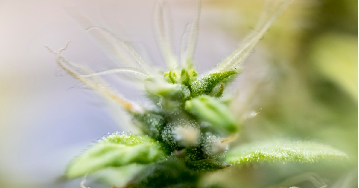Marijuana Flower Close Up