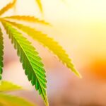 10 Medical Benefits of Marijuana You Probably Never Knew