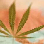 Which States Is Cannabis Legal In?