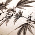 Medical Marijuana for Beginners