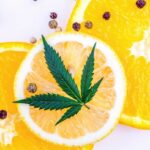 Benefits of Medical Marijuana Terpenes