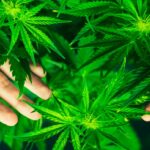 Are Medical Marijuana Inhalers effective?