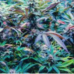 How has Marijuana Evolved?