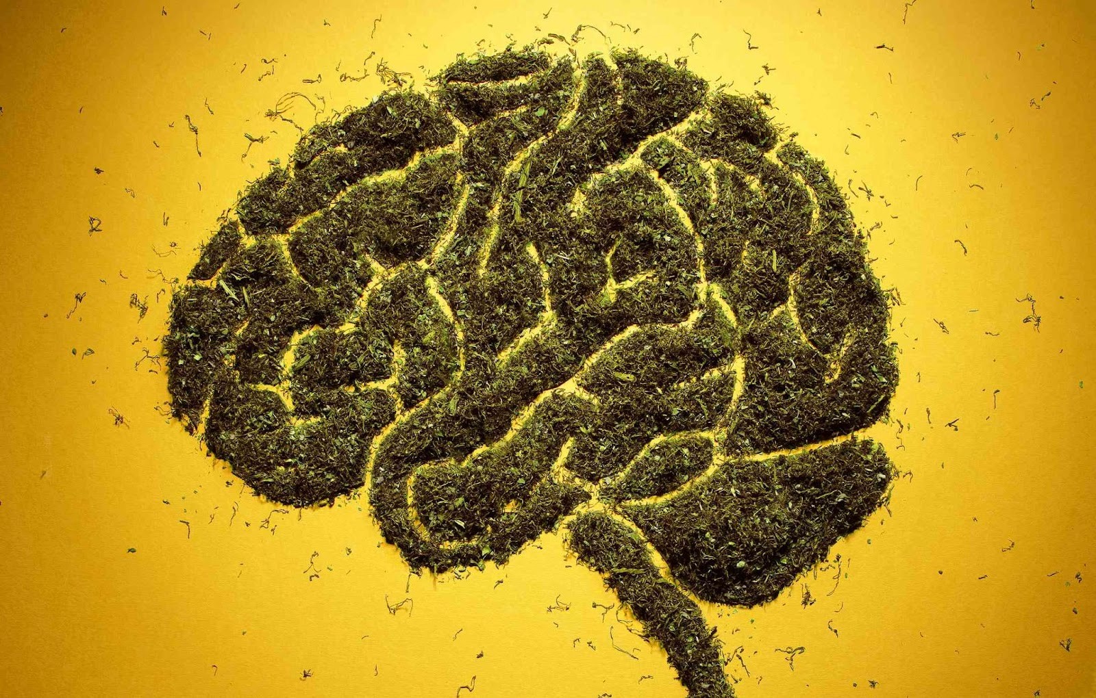 endocannabinoid