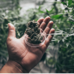 Is Medical Marijuana legal in Florida?