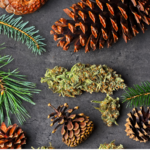 What are Cannabis Terpenes and how do they work?