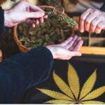 Exploring the Influence of Medical Cannabis on Health