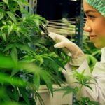 Essential Guide to Medical Marijuana in Florida