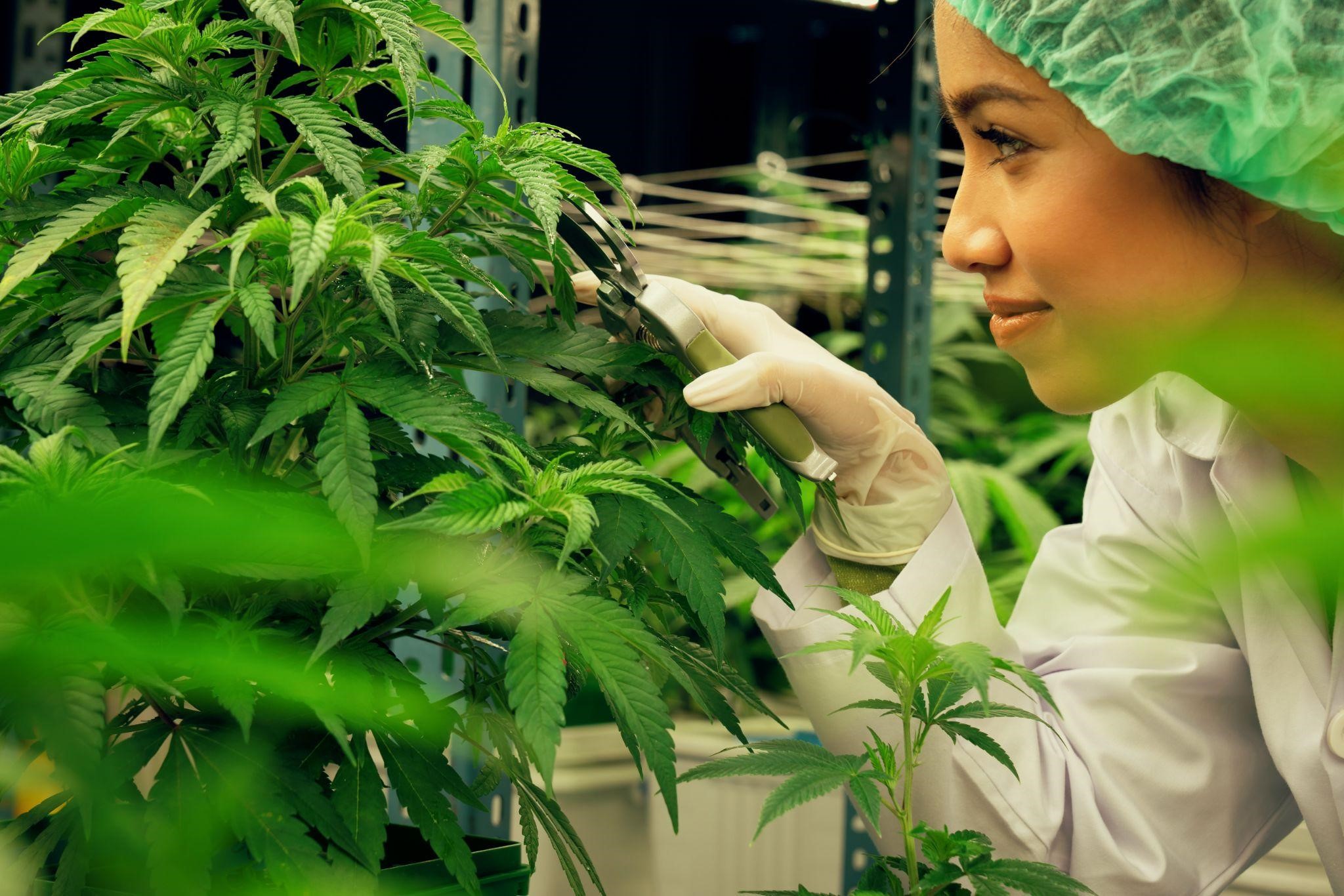 Essential Guide to Medical Marijuana in Florida