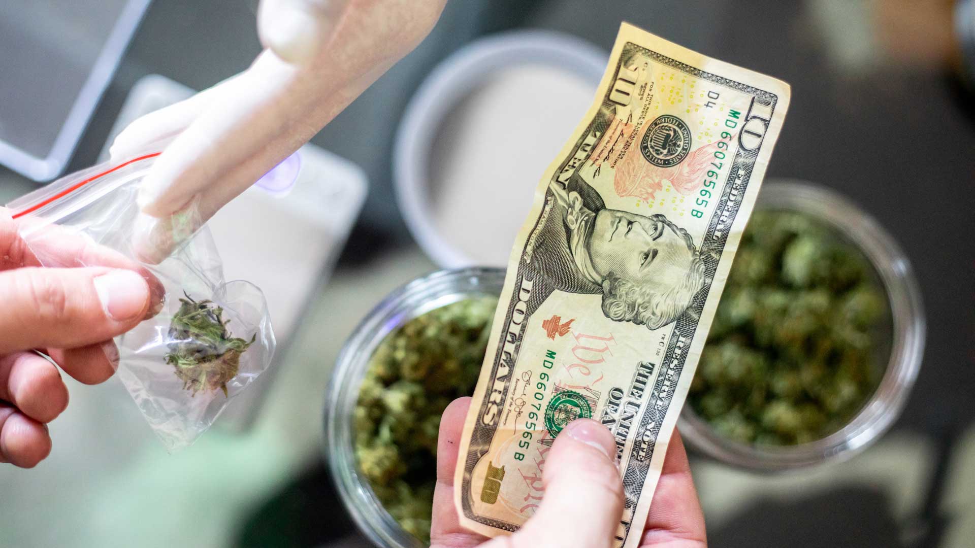 Evolution of Cannabis Culture in USA Florida