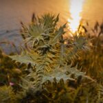 A Detailed Guide on Medical Marijuana in Florida