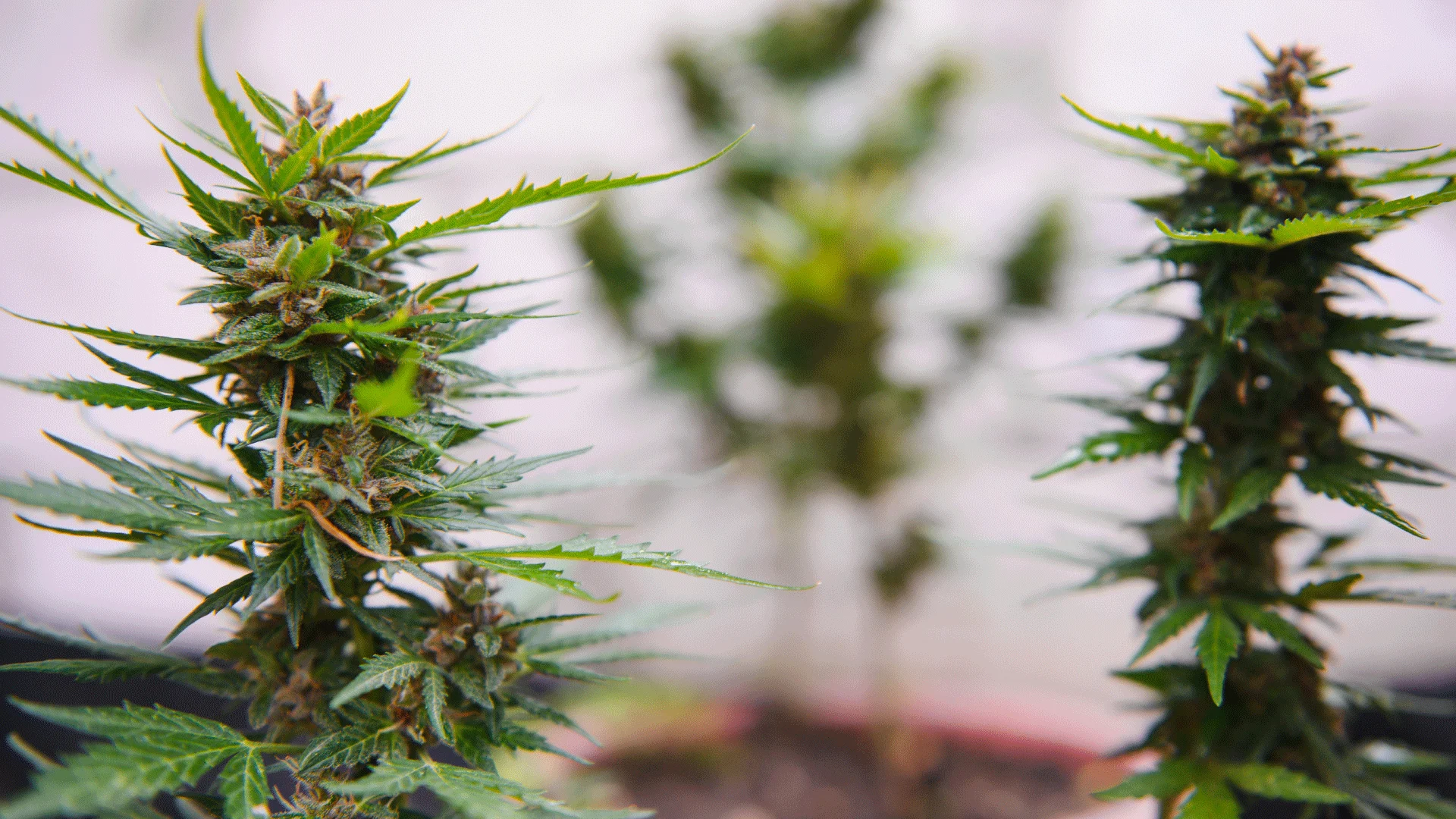 Sativa vs Indica