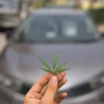 Cannabis and Driving Safety: Understanding the Risks