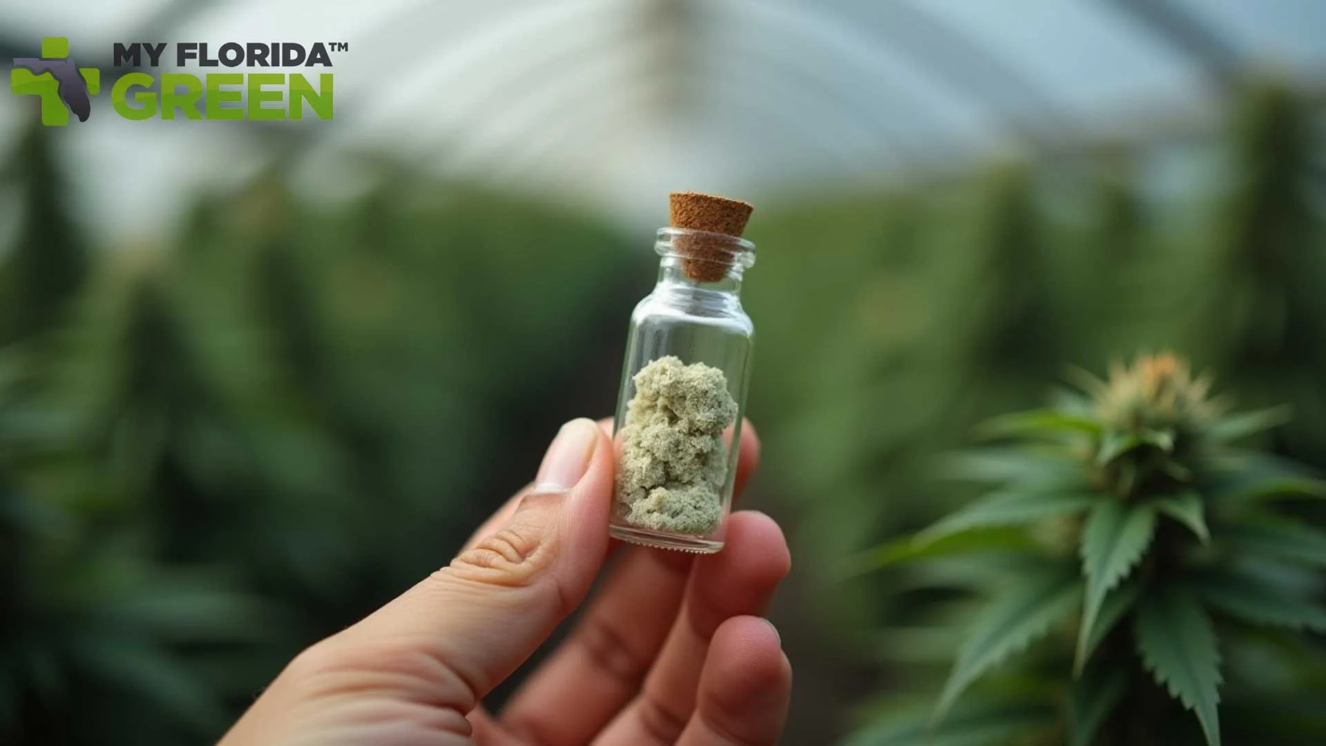 What Are THC Crystals? Benefits & Strength Overview